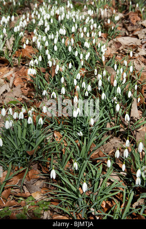 Schneeglöckchen Blüten, Hattingley, Hampshire, England. Stockfoto