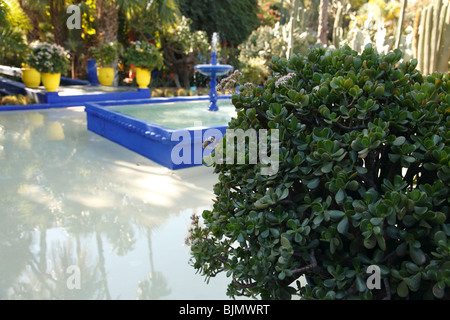 Marrakesch, Marokko, The Majorelle Garten Stockfoto