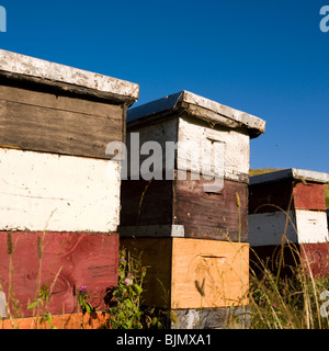 Bunte Bienenstöcke auf Ackerland Stockfoto