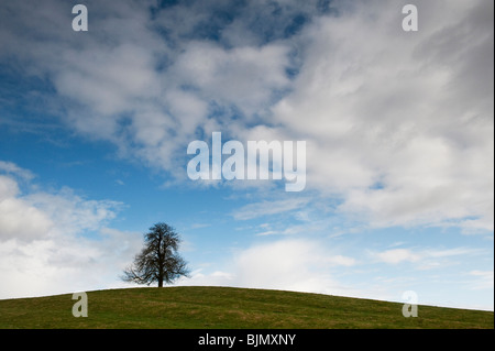 Winter Rosskastanie Baum in der englischen Landschaft. Großbritannien Stockfoto
