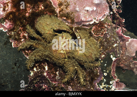 Breite krallenbewehrten Porzellan Krabbe. Via Platycheles. Unter Felsen, Kimmeridge Bucht Dorset. März. Stockfoto