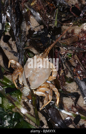 Tot maskierte Krabbe. Corystes Cassivelaunus. Angespült Strandline, Studland Bay, Dorset. März. Stockfoto