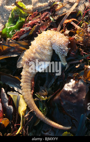 Tot dornigen Seepferdchen. Hippocampus Guttulatus. Angespült Strandline, Studland Bay, Dorset. März. Stockfoto