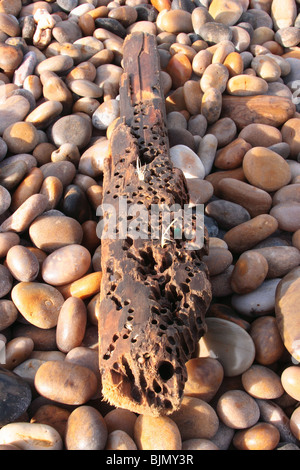 Missmanagement, Teredinidae SP. Holz angespült Strandline Chesil Beach Dorset. Dezember. Stockfoto