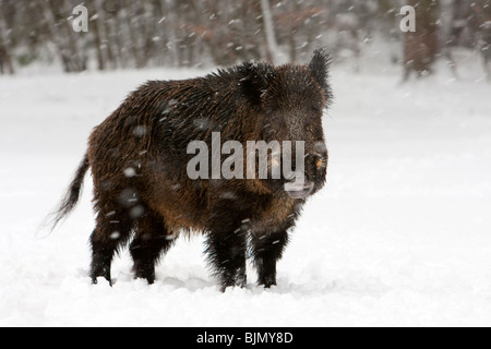 Wildschwein in Schneefall Sus scrofa Stockfoto