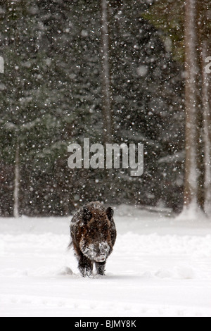 Wildschwein in Schneefall Sus scrofa Stockfoto