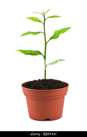 kleiner Baum im Topf isoliert auf weiss Stockfoto