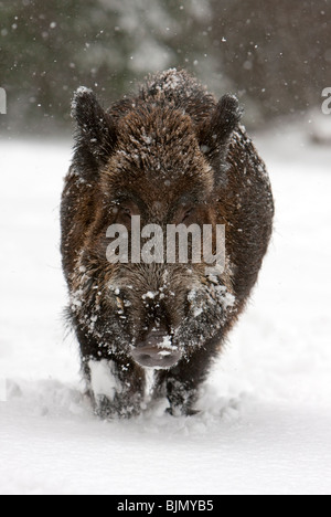 Wildschwein in Schneefall Sus scrofa Stockfoto