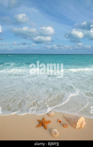 Meer Muscheln Seesterne auf tropischen Sand türkisfarbenen karibischen Sommerurlaub Reisen Symbol Stockfoto