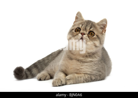 Exotisch Kurzhaar-Kätzchen. Farbe blau Tabby nicht so doll. Stockfoto