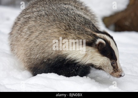 Europäischer Dachs im Schnee Meles meles Stockfoto