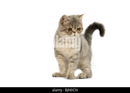 Exotisch Kurzhaar-Kätzchen. Farbe blau Tabby nicht so doll. Stockfoto