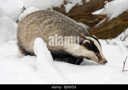 Europäischer Dachs im Schnee Meles meles Stockfoto