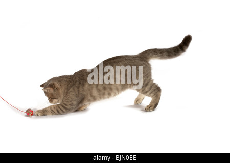 Exotisch Kurzhaar-Kätzchen. Farbe blau Tabby nicht so doll. Stockfoto