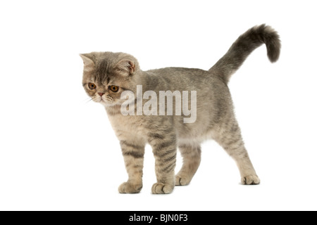 Exotisch Kurzhaar-Kätzchen. Farbe blau Tabby nicht so doll. Stockfoto