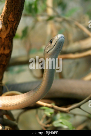 Black Mamba Dendroaspis Polylepis, Giftnattern, Südliches Afrika. Stockfoto