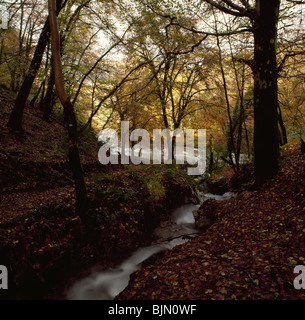 "Fließt", Barle Fluss, Exmoor Nationalpark, Großbritannien Stockfoto