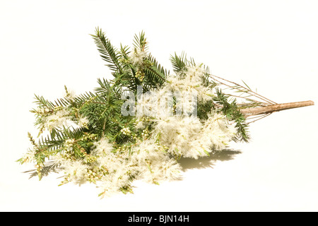 Melaleuca Alternifolia Blüten auf weißem Hintergrund Stockfoto
