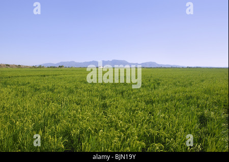 Getreide-grüne Reisfelder in Spanien an sonnigen Tag Stockfoto