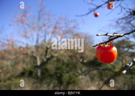 Persimone Baum Feld mit lebendigen Fruis und blauer Himmel Stockfoto