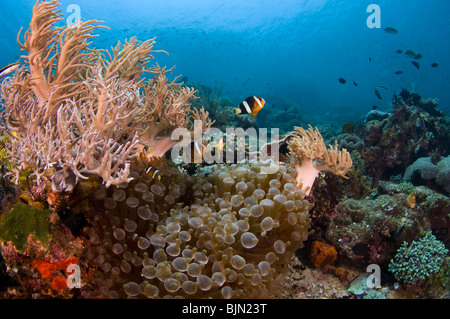 Tropische Fische am Korallenriff, Komodo National Park, Indonesien Stockfoto