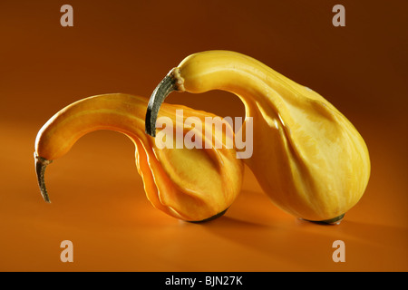 Paar der Kürbis zusammen wie Metapher Liebe machen Stockfoto