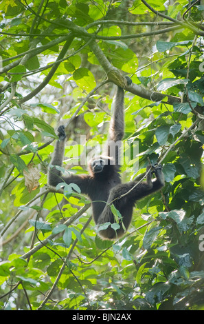 Westlichen Hoolock Gibbon (Hoolock Hoolock) Wild, junge weibliche, Gibbon Wildlife Sanctuary, Assam, Indien, stark gefährdet Stockfoto