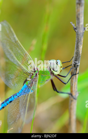 Gemeinsamen grünes Darner, Anax junius Stockfoto