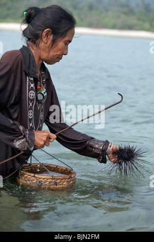 Myanmar Seezigeuner, die nomadische Jäger und Sammler in Südostasien, hier dargestellt ist eine Dame, die Seeigel sammeln Stockfoto