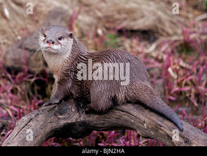 Asiatische kleine krallte Otter (Aonyx Cinerea) Stockfoto