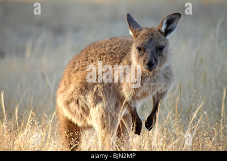 Jungen westlichen Grey Kangaroo auf Kangaroo Island, South Australia, Australien Stockfoto