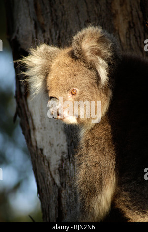 Koala (Phascolarctos Cinereus) auf Kangaroo Island, South Australia, Australien Stockfoto