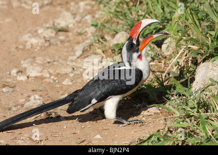 von der Deckens Hornbill werfen und Termiten essen Stockfoto