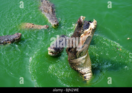 Krokodil-Angriff im grünen Flusswasser Stockfoto