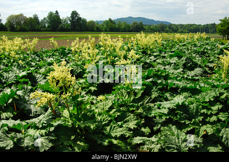 Bereich der blühenden Rhabarber Rheum Rhabarbarum Stockfoto