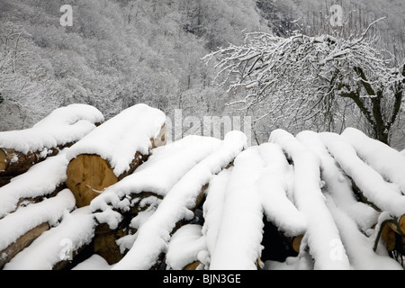 die lebenden und die Toten: eine live-Baum und ein Haufen von frisch geschnittenem Protokolle sammeln Schnee an einem Wintermorgen Stockfoto