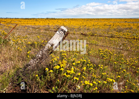 Barbed Wire Zaunlinie und wilde Raps Stockfoto