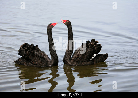 Schwarze Schwäne, Cygnus atratus, Balz Tanz auf dem Fluss Thurne, Norfolk, England Stockfoto