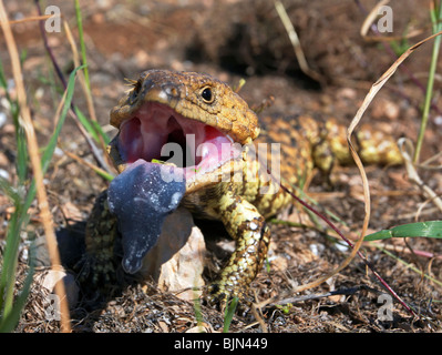 Australische Blotched blaue Zunge Eidechse Stockfoto