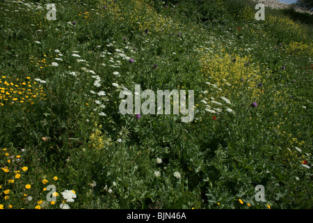 Wildblumen im Bereich Galiläa in Israel Stockfoto