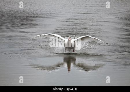 Höckerschwan Cygnus Olor Männchen Landung auf Wasser bei Willow Pool Stockfoto