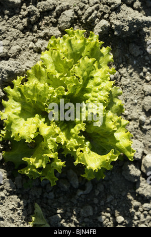 Der Kopfsalat Land in Spanien. Sonnigen Tag im freien Stockfoto