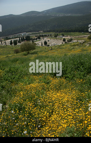 Wildblumen im Bereich Galiläa in Israel Stockfoto