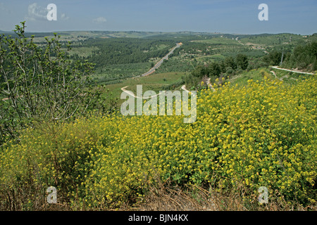 Wildblumen im Bereich Galiläa in Israel Stockfoto