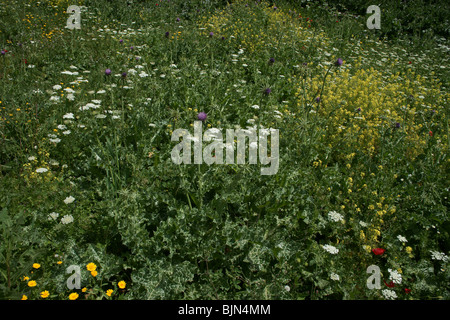 Wildblumen im Bereich Galiläa in Israel Stockfoto