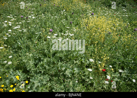 Wildblumen im Bereich Galiläa in Israel Stockfoto