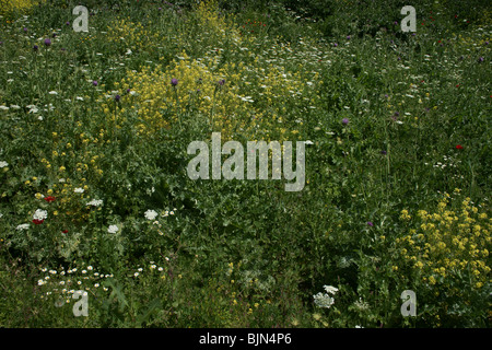 Wildblumen im Bereich Galiläa in Israel Stockfoto