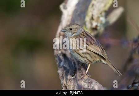 Heckenbraunelle (Hedge beobachtet) Prunella Modularis thront auf Toten Ast Stockfoto