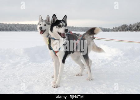 Schlittenhunde bei der Arbeit. Sehenswürdigkeiten während der Winterfestival in Jokkmokk in Lappland Stockfoto