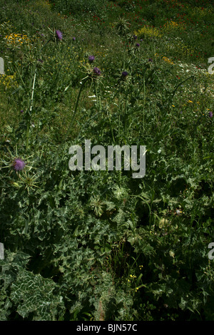 Wildblumen im Bereich Galiläa in Israel Stockfoto